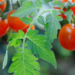 Tomato Leaf Coriander Melts