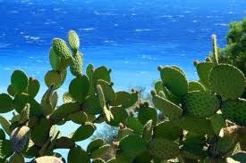 Cactus & Sea Salt Melts