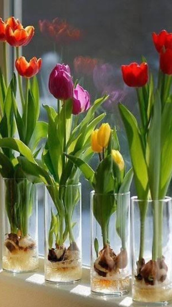 Tulip Candles