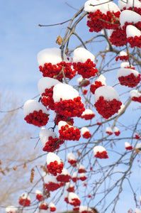 Winter Berry Melts